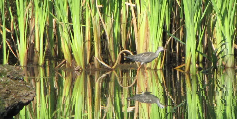 Wasservogel der am Schliffrand durch flaches Wasser watet
