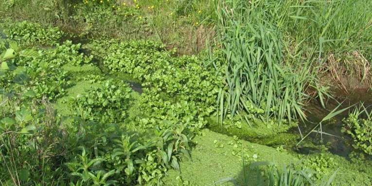 Wasserpflanzen in einem Bachlauf