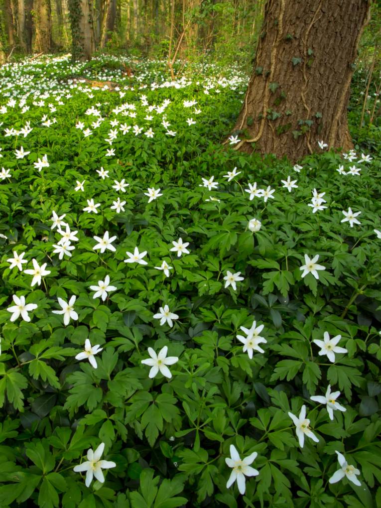 Ein Waldboden, der dicht mit weiß blühenden Anemonen bedeckt ist.