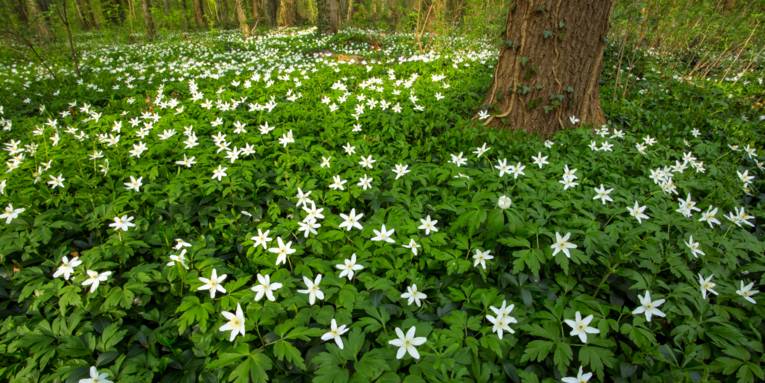 Ein Waldboden, der dicht mit weiß blühenden Anemonen bedeckt ist.
