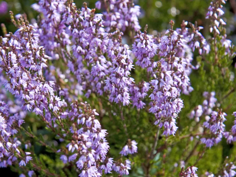 Bl&uuml;ten