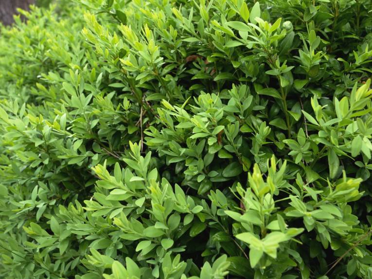 Buchsbaumhecke im Sonnenlicht