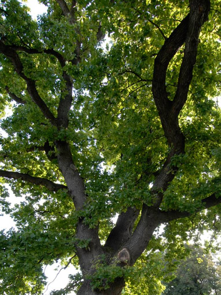 Krone einer Eiche