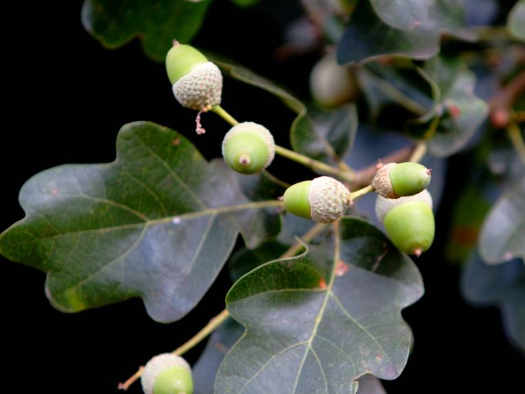 Zweig eines Eichen-Baumes / einer Eiche mit Eichel und Eichenlaub.