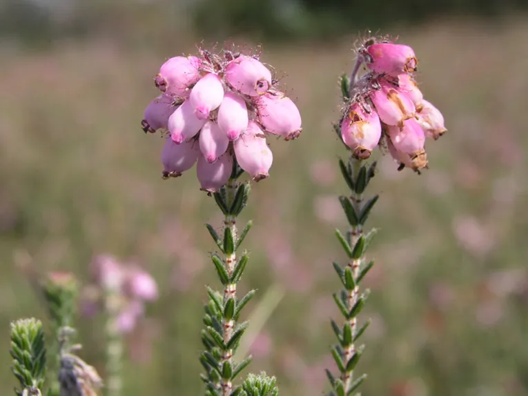 Bl&uuml;ten
