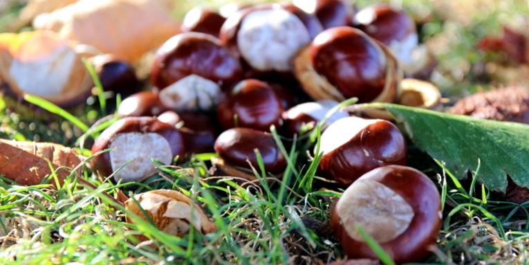 Kastanien liegen auf Waldboden