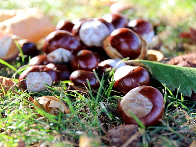 Kastanien liegen auf Waldboden