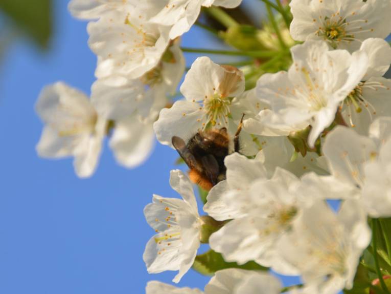 Kirschblüte mit Biene