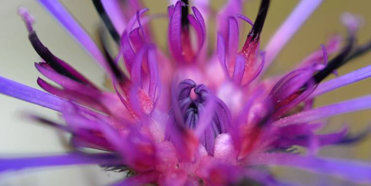 Blütenstempel einer Kornblume