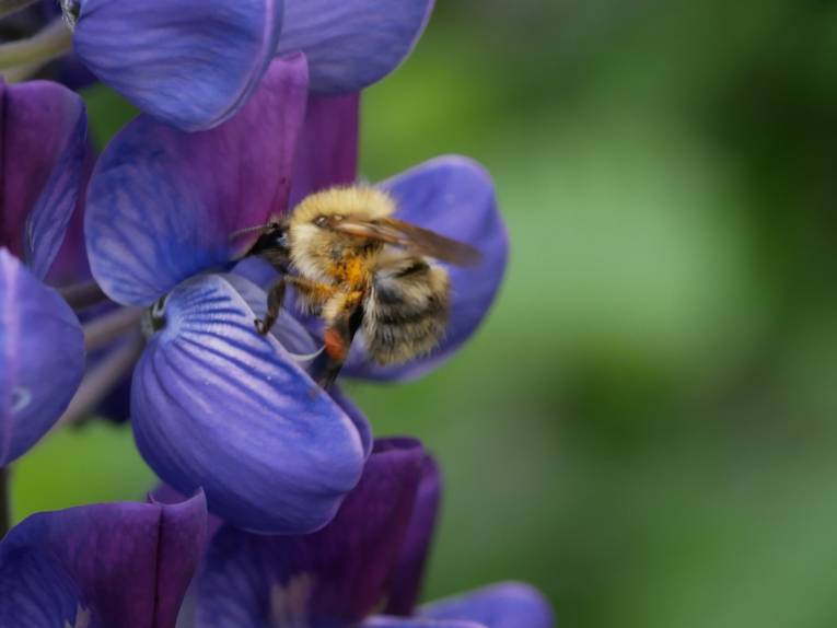 Blaue Lupine mit Pollen sammelnder Biene