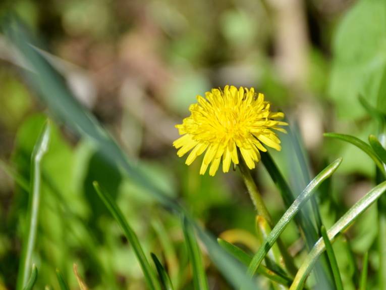 Die gelbe Blüte eines Löwenzahns inmitten von Grashalmen.