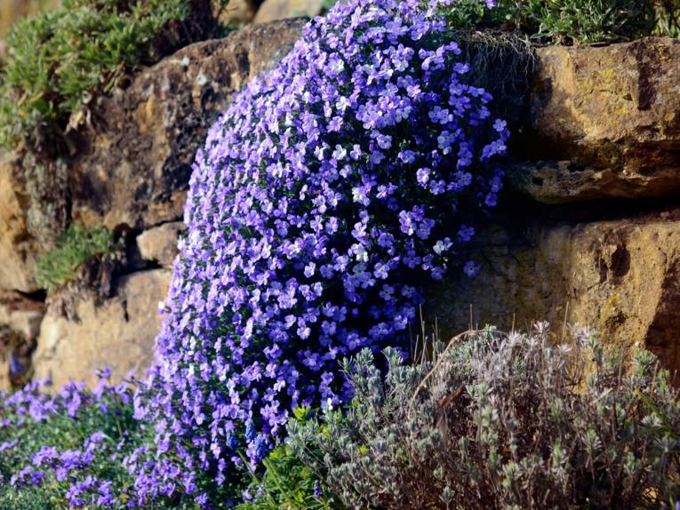 Natursteinmauer mit blühenden blauen Pflanzen, Lavendel und Sukkulenten