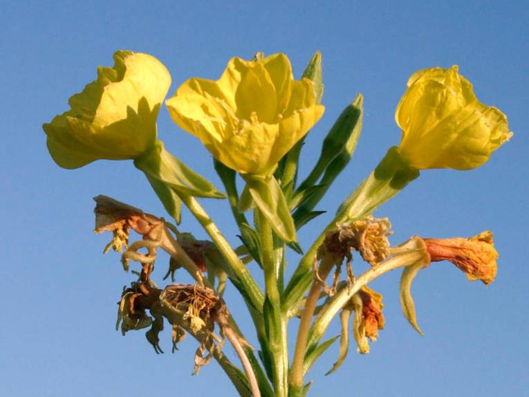 Pflanze mit gelben Blüten