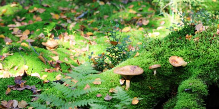 Blick in einen Wald, der Boden ist moosbewachsen und es sprießen Pilze.