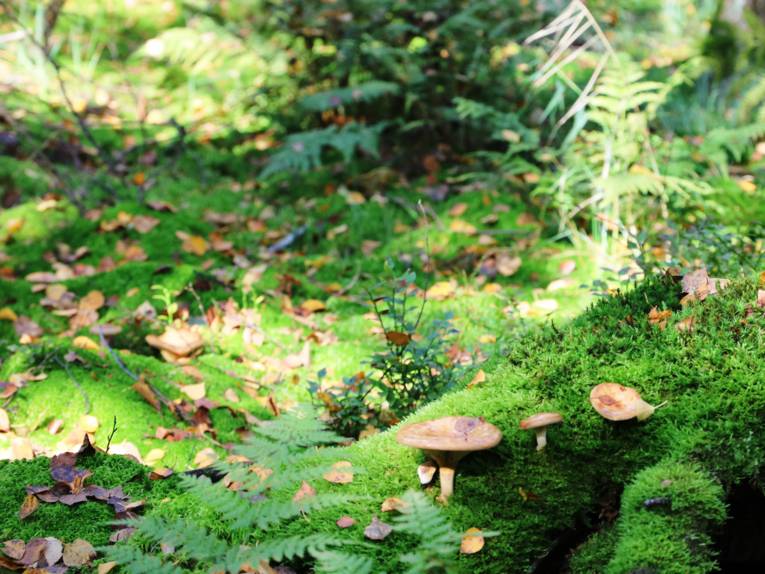 Blick in einen Wald, der Boden ist moosbewachsen und es sprießen Pilze.