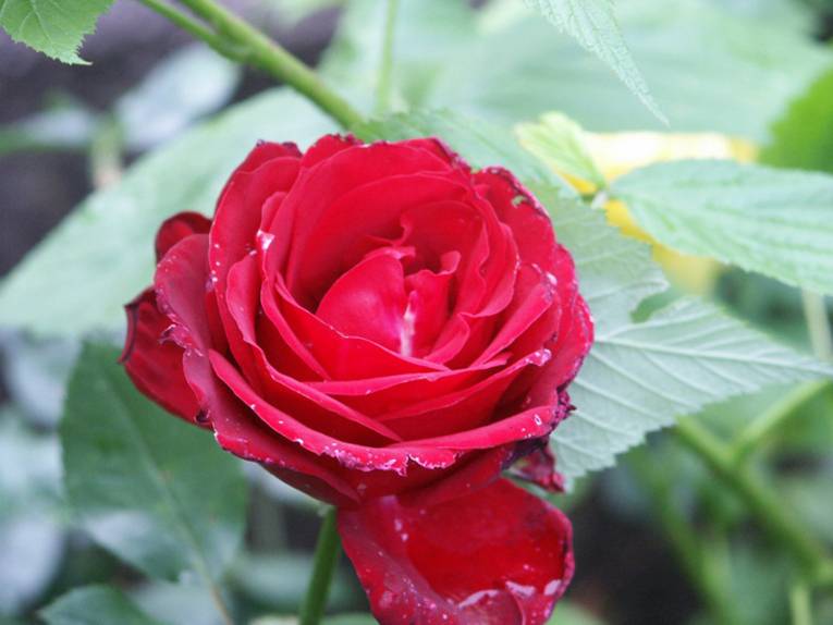aufgeblühte rote Rose