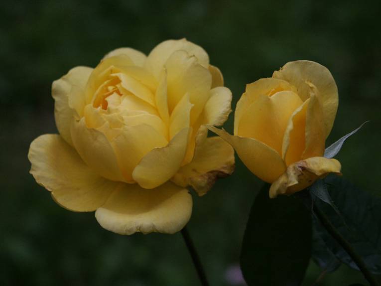 zwei aufblühende gelbe Rosen