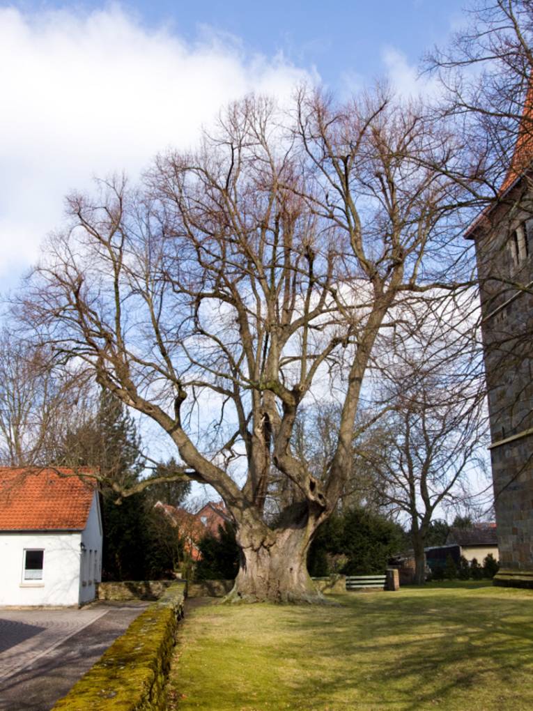 In der Bildmitte ist die 800 Jahre alte Linde in Großgoltern zu sehen, rechts daneben steht der Kirchturm einer Kirche.
