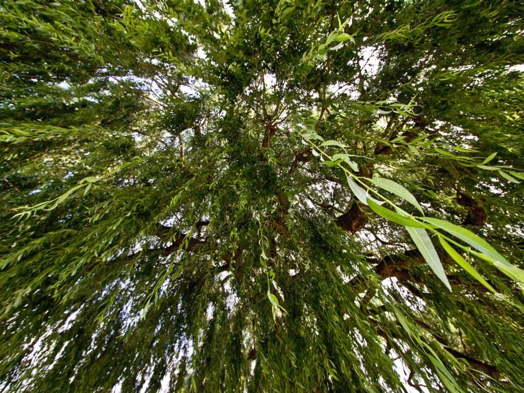 Blick von unten in die Krone einer Weide.