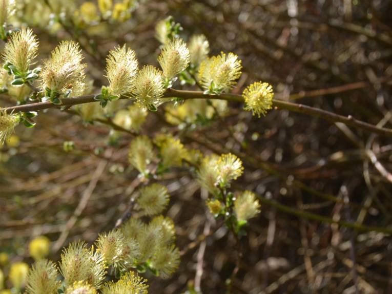 Weidenkätzchen im Sonnenlicht