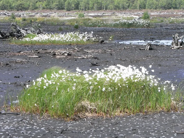 Wollgras im Moor
