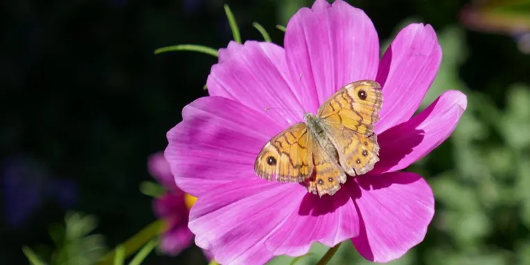 Schmetterling auf einer dunkelrosafarbigen Blüte