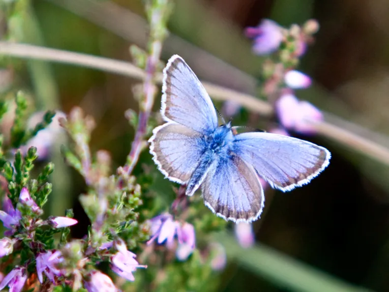 Blauer Schmetterling, der &uuml;ber Heidekraut schwebt