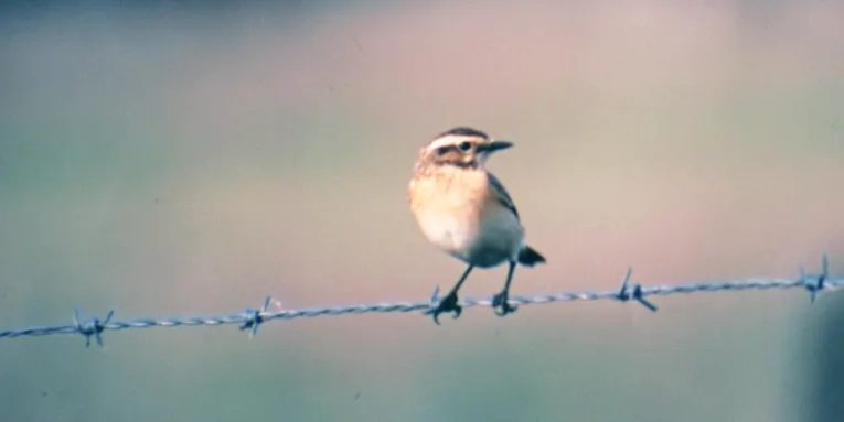 Kleiner Vogel auf Stacheldraht