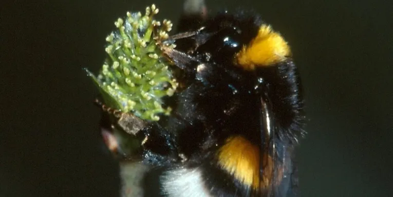 Erdhummel an einem Weidenkätzchen
