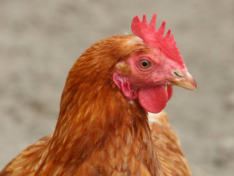 Braunes Huhn mit rotem Kamm