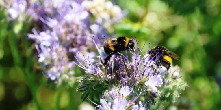 Hummeln fliegen Blüten zur Nahrungssuche an.