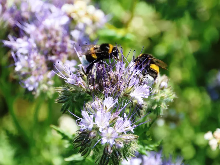 Hummeln fliegen Blüten zur Nahrungssuche an.