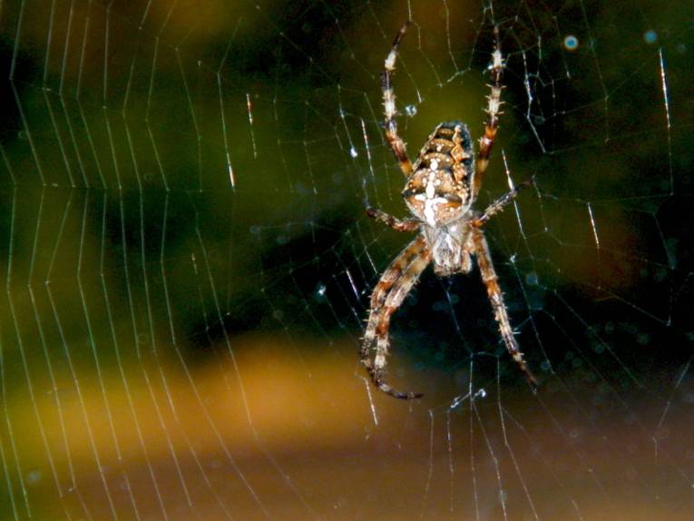 Eine Kreuzspinne ist in ihrem Netz und lauert auf Beute. Die Kamera hat sich auf die Spinne und das Netz scharf gestellt, der Hintergrund besteht aus den Farben Grün, Orange und Braun, die unscharf ineinander fließen.