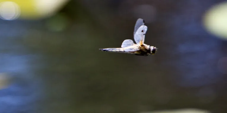 Libelle im Flug über ein Gewässer 