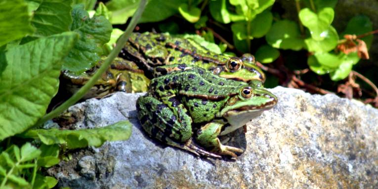 Zwei grüne Frösche sitzen auf einem Stein und lassen sich von der Sonne bescheinen.