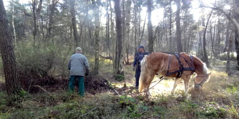 Ein Pferd der Rasse "Haflinger" trägt ein Geschirr. Zwei Personen arbeiten mit dem Pferd, um eine Kulturheidelbeere aus dem Boden zu ziehen.