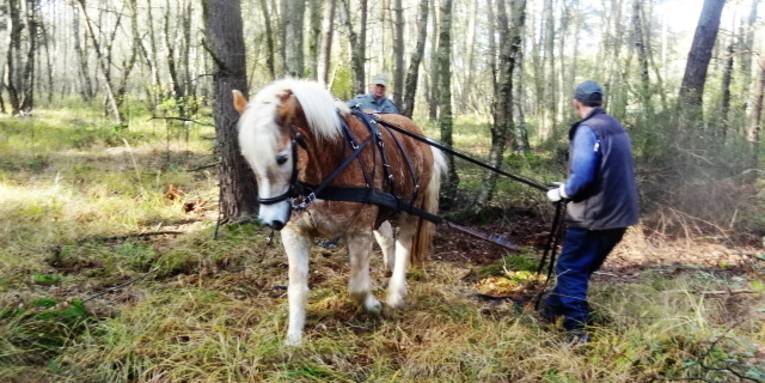 Ein Pferd der Rasse "Haflinger" trägt ein Geschirr. Zwei Personen arbeiten mit dem Pferd, um eine Kulturheidelbeere aus dem Boden zu ziehen.