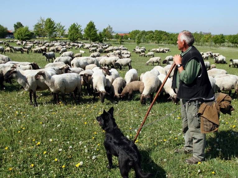 Ein Schäfer stützt sich auf seinen Hirtenstab und schaut auf seine Herden. Neben ihm steht ein schwarzer Hund.