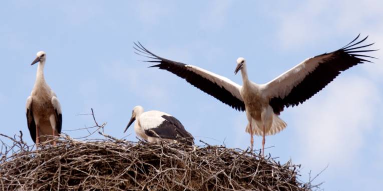 Drei junge Störche in einem Storchennest. Der Storch rechts hat beide Flügel ausgebreitet.