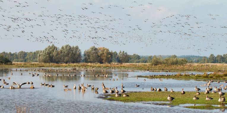 Graugänse und andere Zugvögel schwimmen auf einer Wasserfläche, laufen an Land oder fliegen in der Luft.