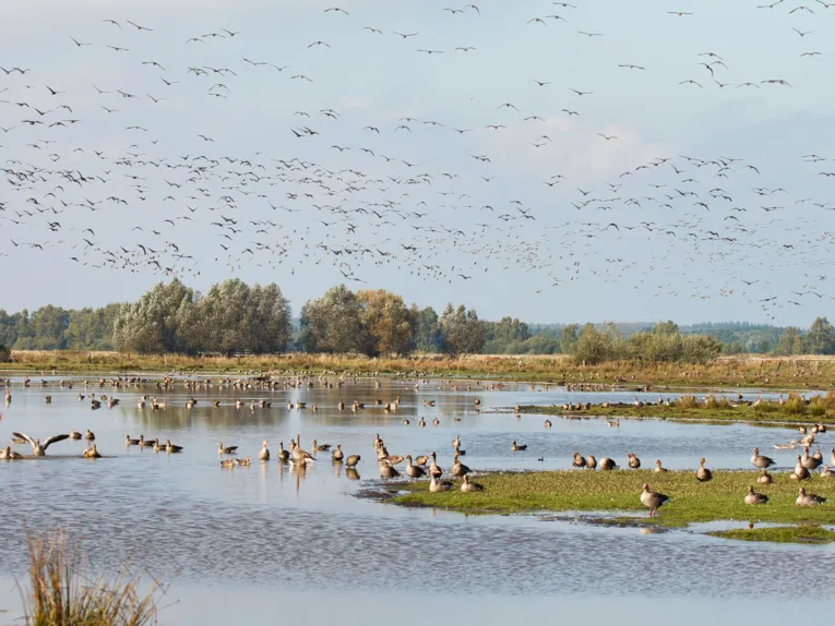Graugänse und andere Zugvögel schwimmen auf einer Wasserfläche, laufen an Land oder fliegen in der Luft.