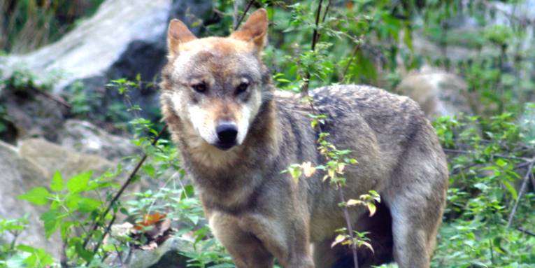 Ein Wolf schaut an der Kamera vorbei.