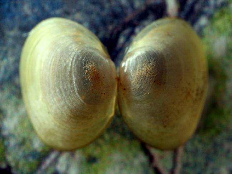 Muschel im Gewässer.