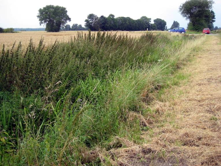 Graben mit grünen Büschen.