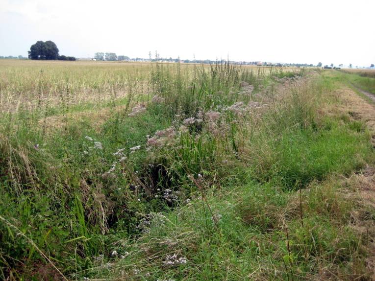 Graben mit grünen Büschen.