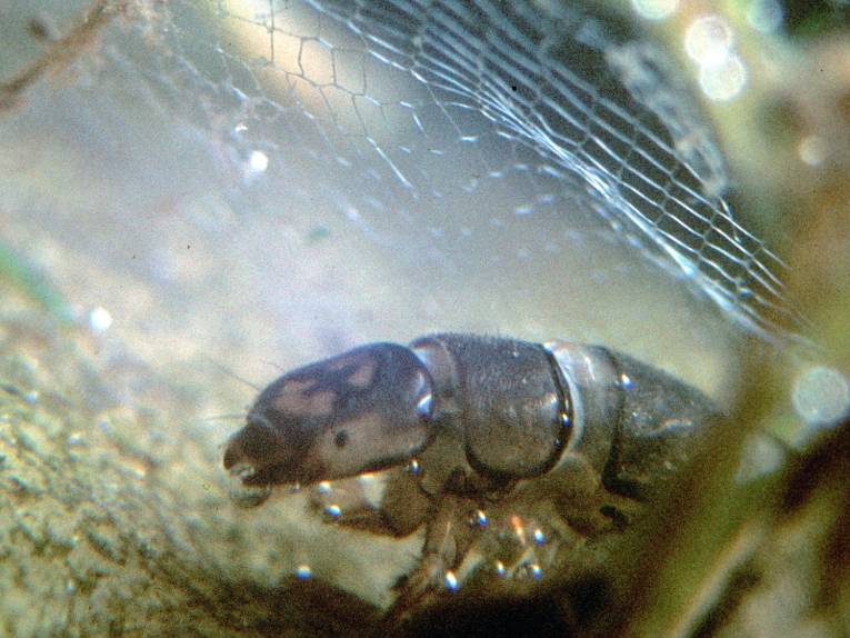 köcherlose Köcherfliegenlarve mit Fangnetz