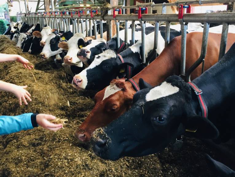 Kühe im Stall durch Gitter von den Besuchern getrennt, Kinderhände mit Futter