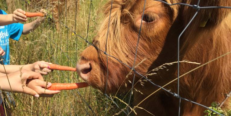 Kinderhände mit Möhren, ein Rind hinter einem Weidezaun, das gefüttert wird