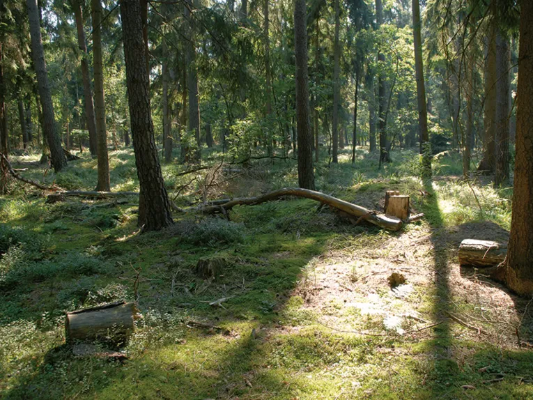 Wald