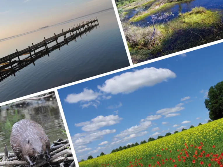 Aus vier Bildern - drei Landschaftsbilder, ein Tierbild - bestehende Collage